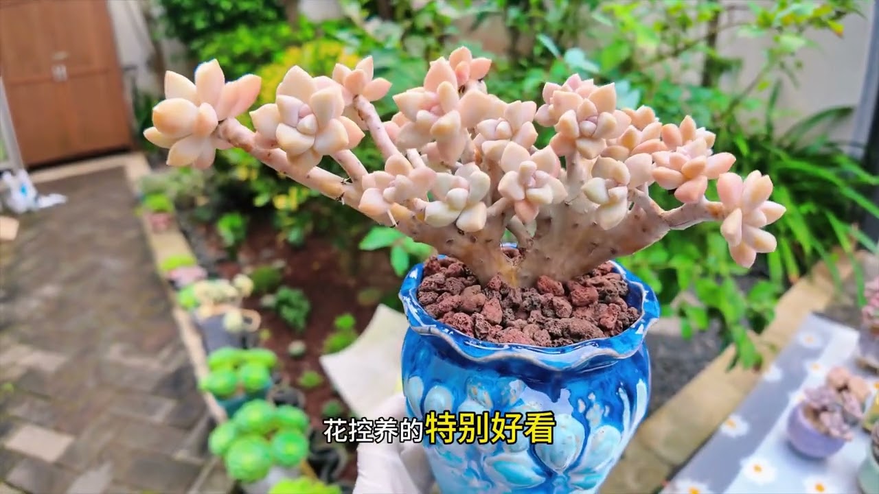 配货 