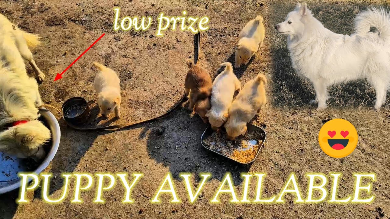 Low prize puppy available 🥰🥰