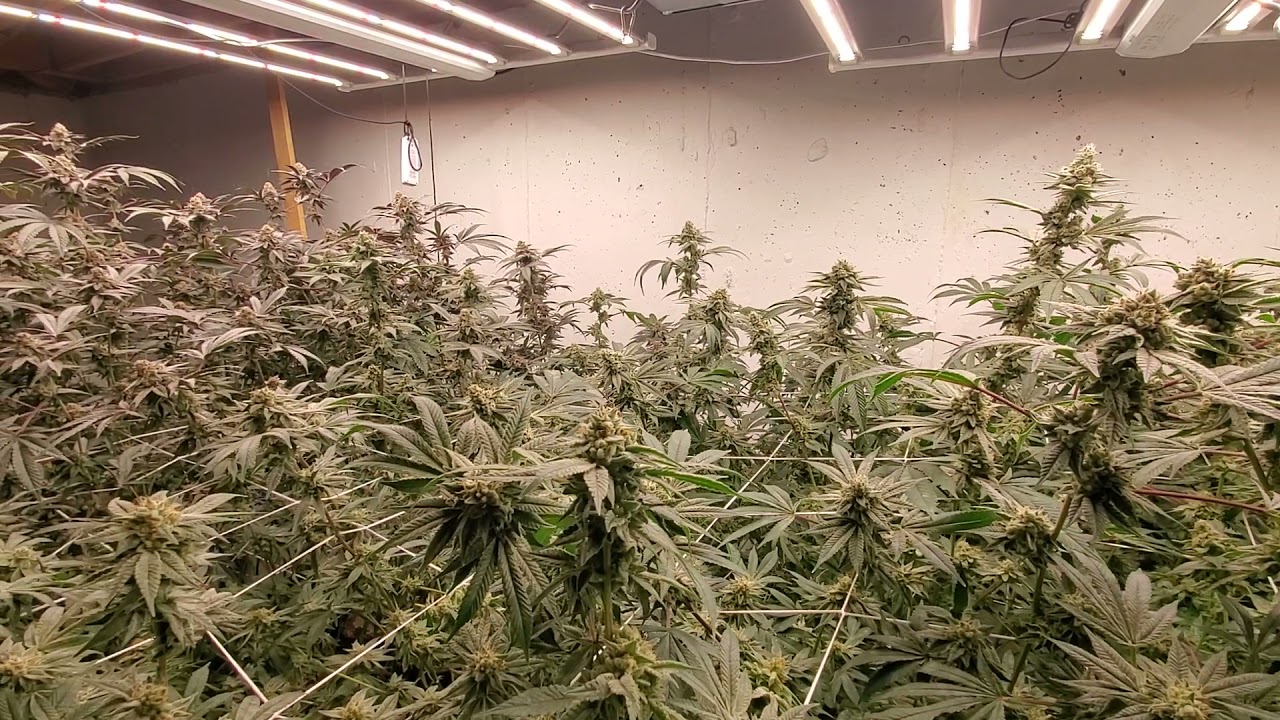 LUX 645 LED Week 5