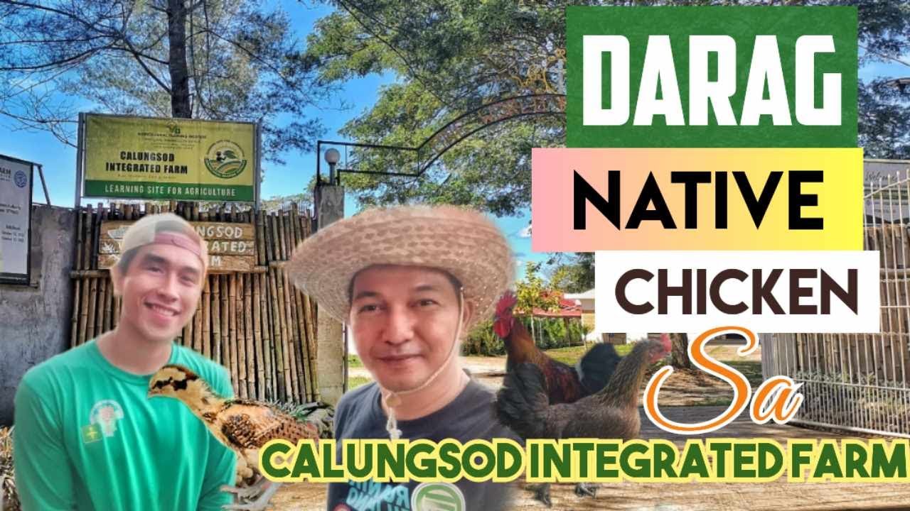Tips sa Pag aalaga ng Darag Native Chicken | Calungsod Integrated Farm