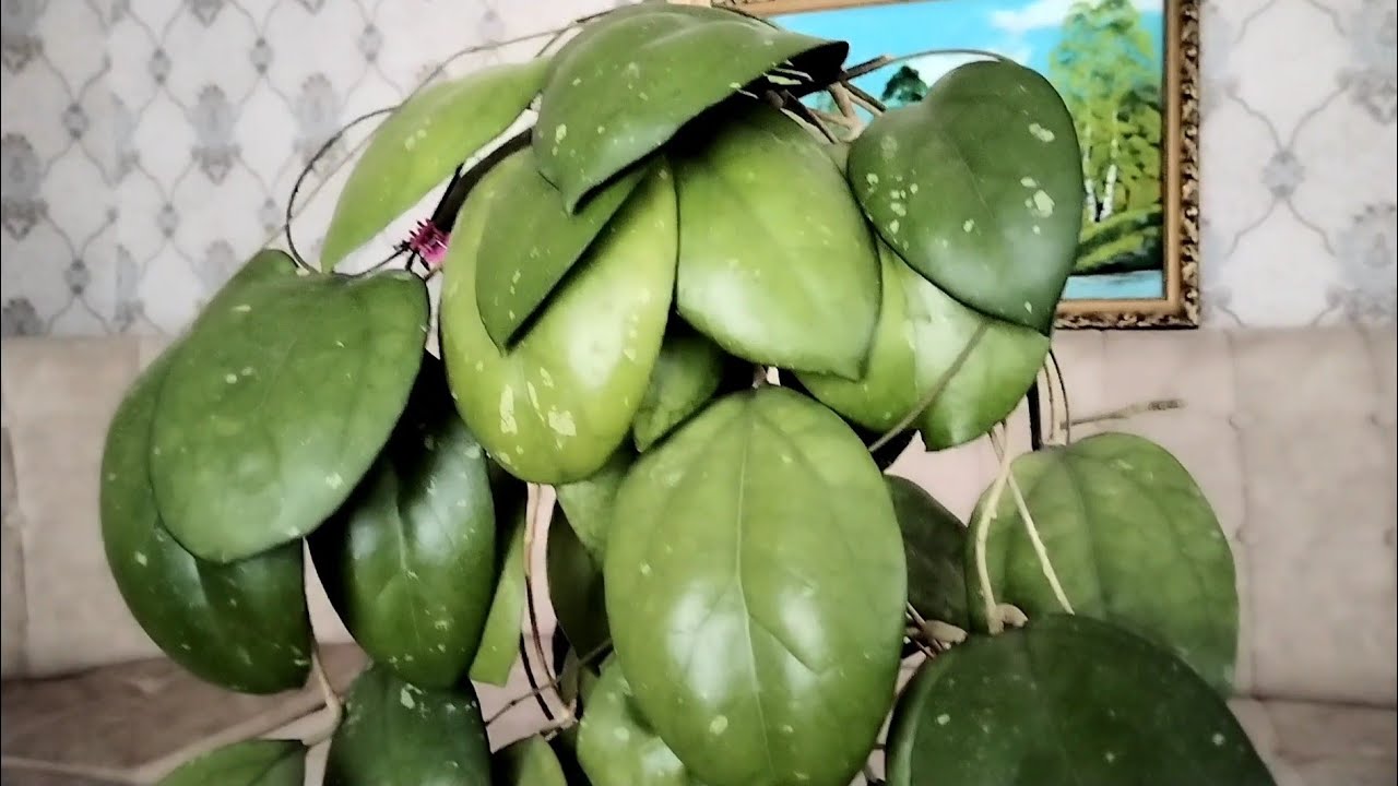 22 Хойи.Коллекция мамы🌿💚(2 часть)
