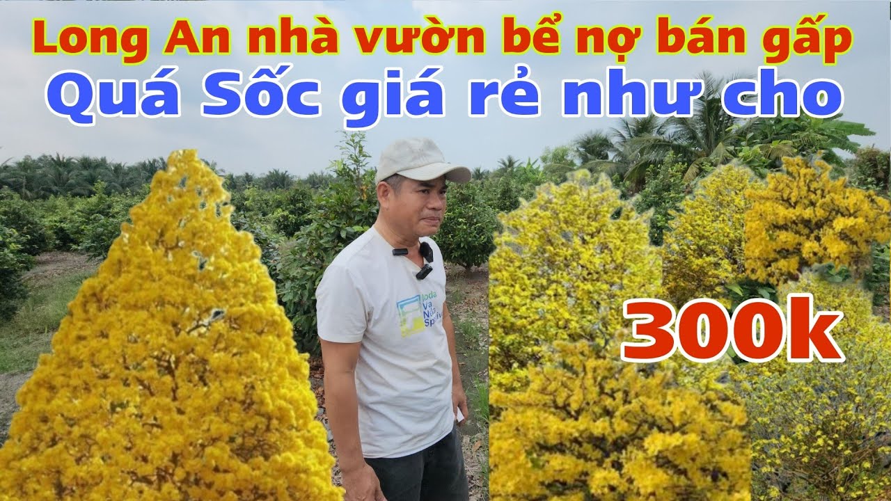 Long An Nhà Vườn bể nợ kêu bán gấp vườn Mai đẹp giá 300k mua hết giảm thêm nữa