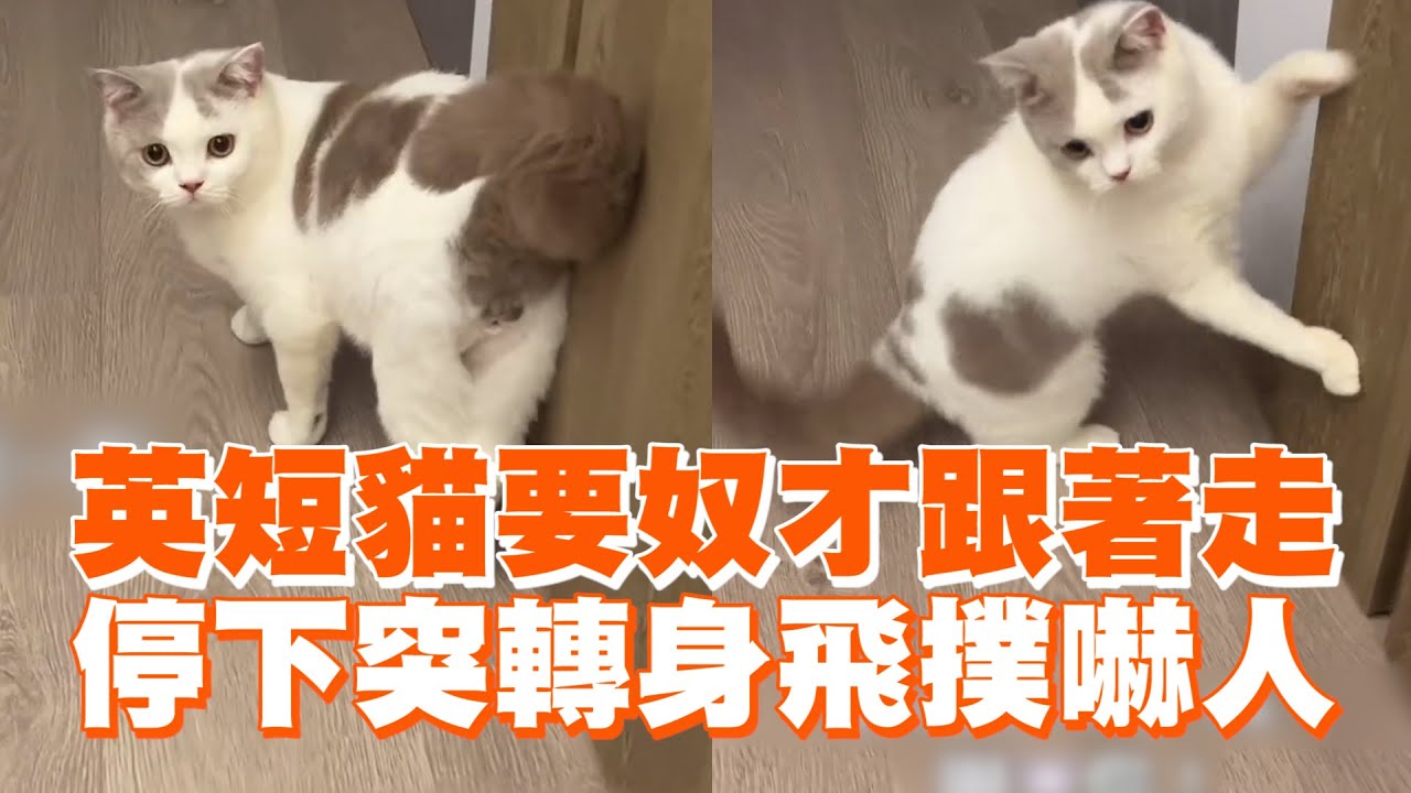 英短貓要奴才跟著走　停下突轉身飛撲嚇人 ｜#寵物雲