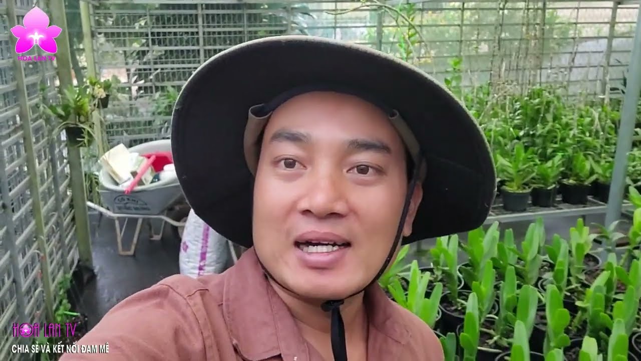 Trồng Chăm Sóc Lan Hoàng Nhạn | Cha Sẻ Của NGUYỄN NGỌC HÀ #vienmansongtv