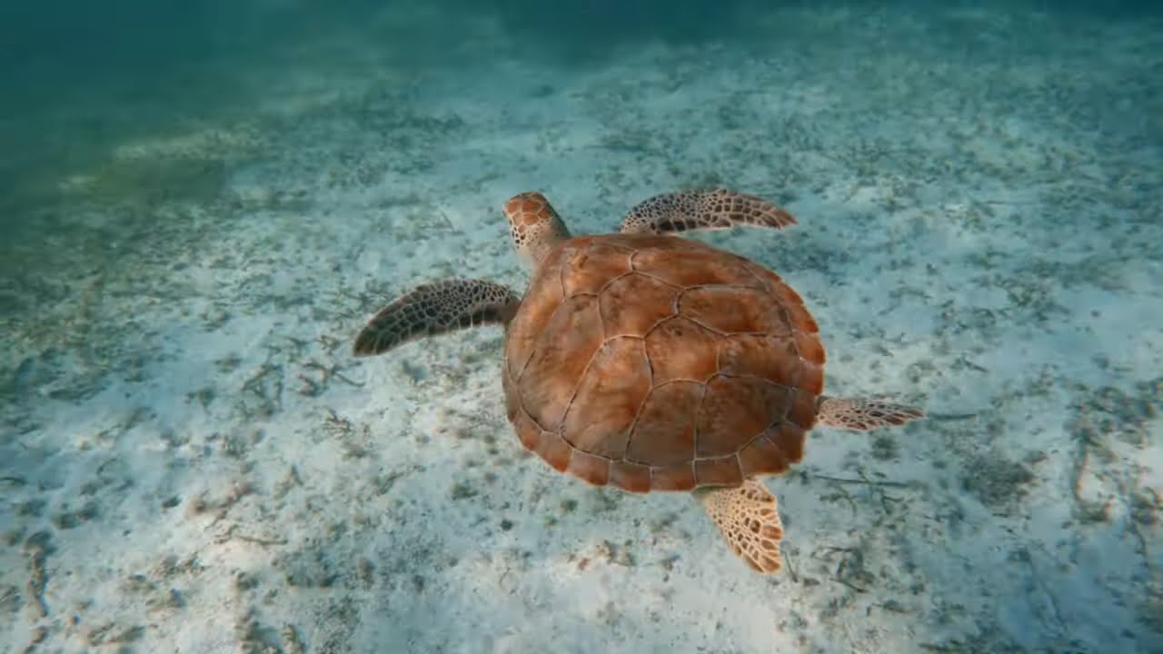 Snorkeling in Akumal, Mexico
