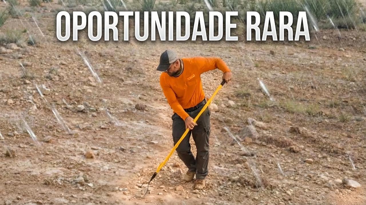 Uma Chuva de Sol no Deserto Trouxe uma Oportunidade Incrível