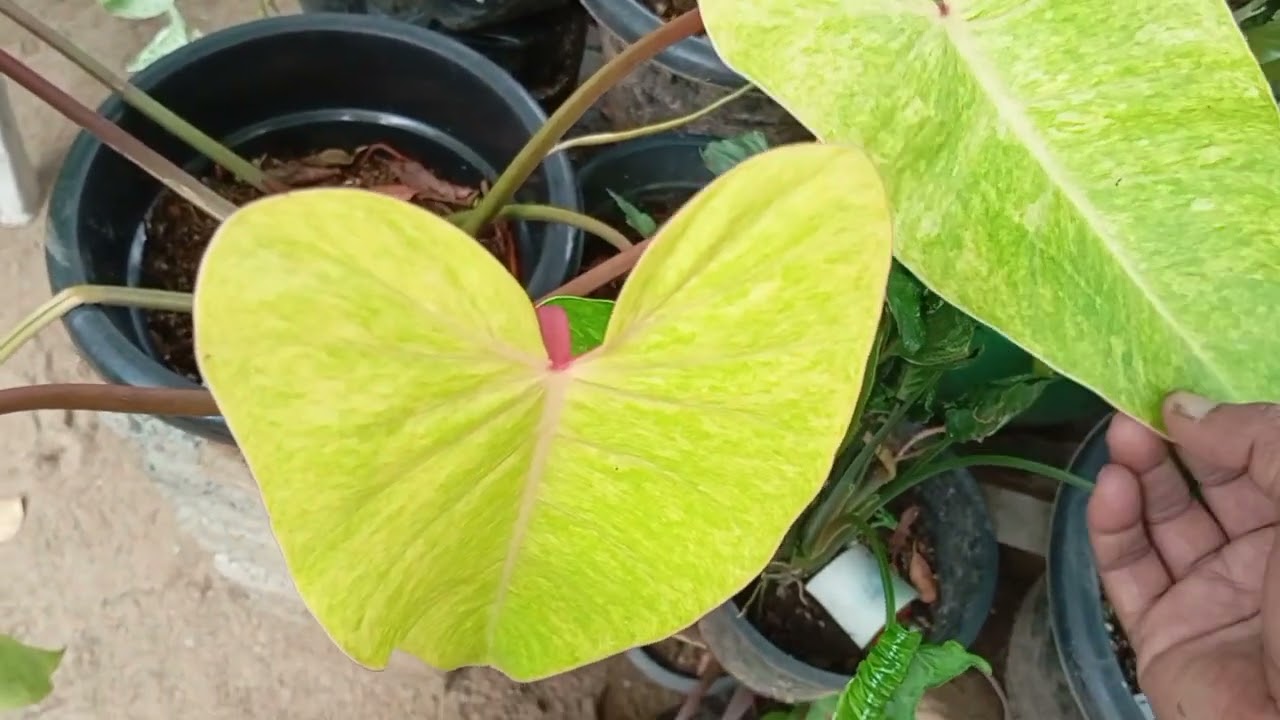 කාලෙකින් මගේ තුන්වෙනි පැළ සේල් එකෙන් ආවා,, 0740802088