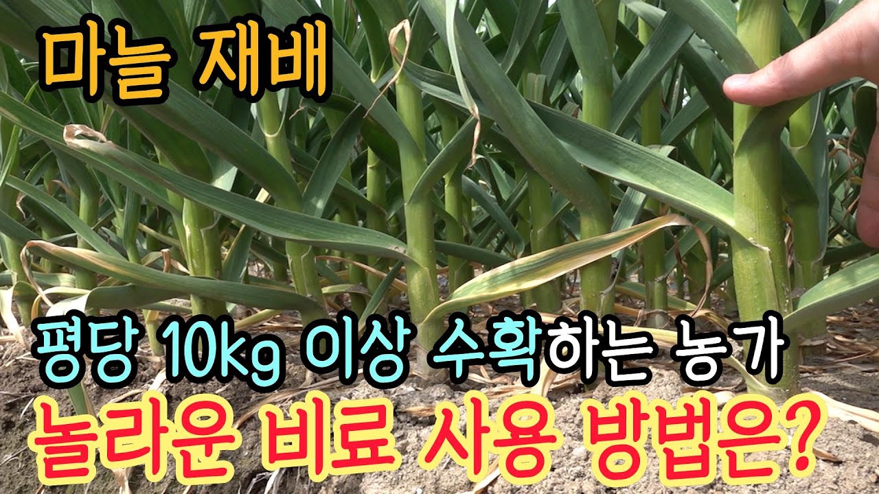 마늘 주산지에서 1등 하는 농가의 놀라운 비료 사용 방법(경남 창녕군)