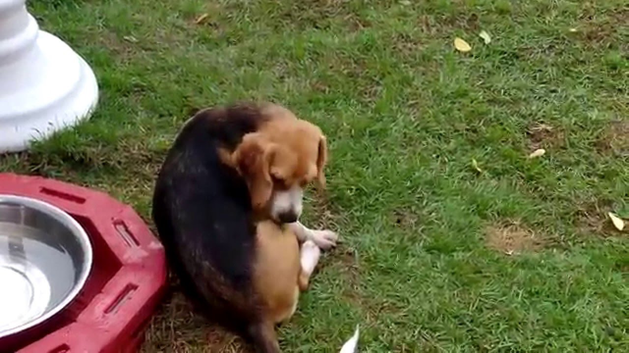 S&Aacute;BADO CHUVOSO NO HOTEL CABRALIA OS C&Atilde;ES TAMB&Eacute;M SE DIVERTEM.
