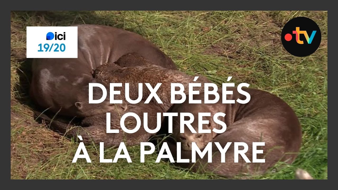 Deux bébés loutres naissent au zoo de la Palmyre