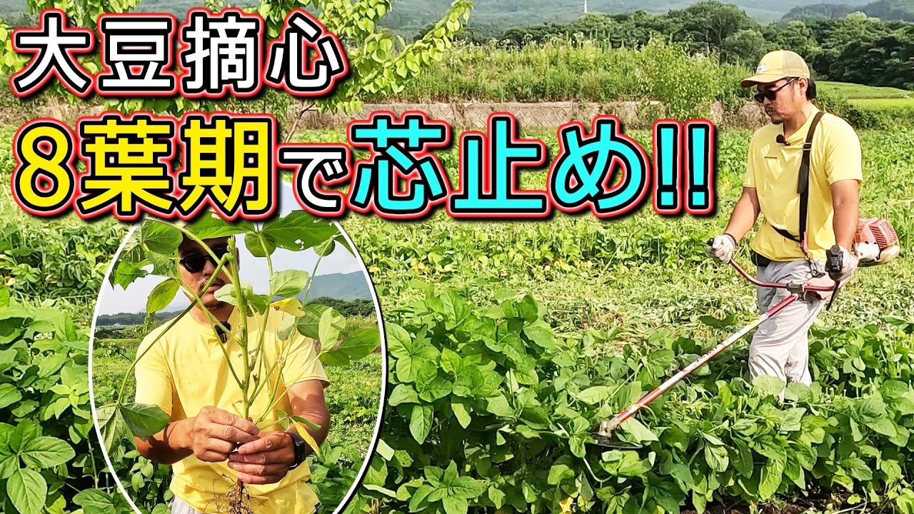 【大豆の摘芯】このタイミングで摘心をしています！