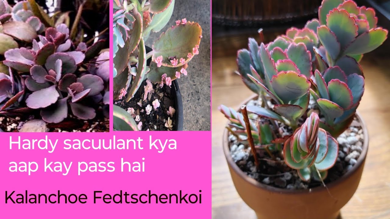 Hardy sacuulant Kalanchoe Fedtschenkoi plants  care