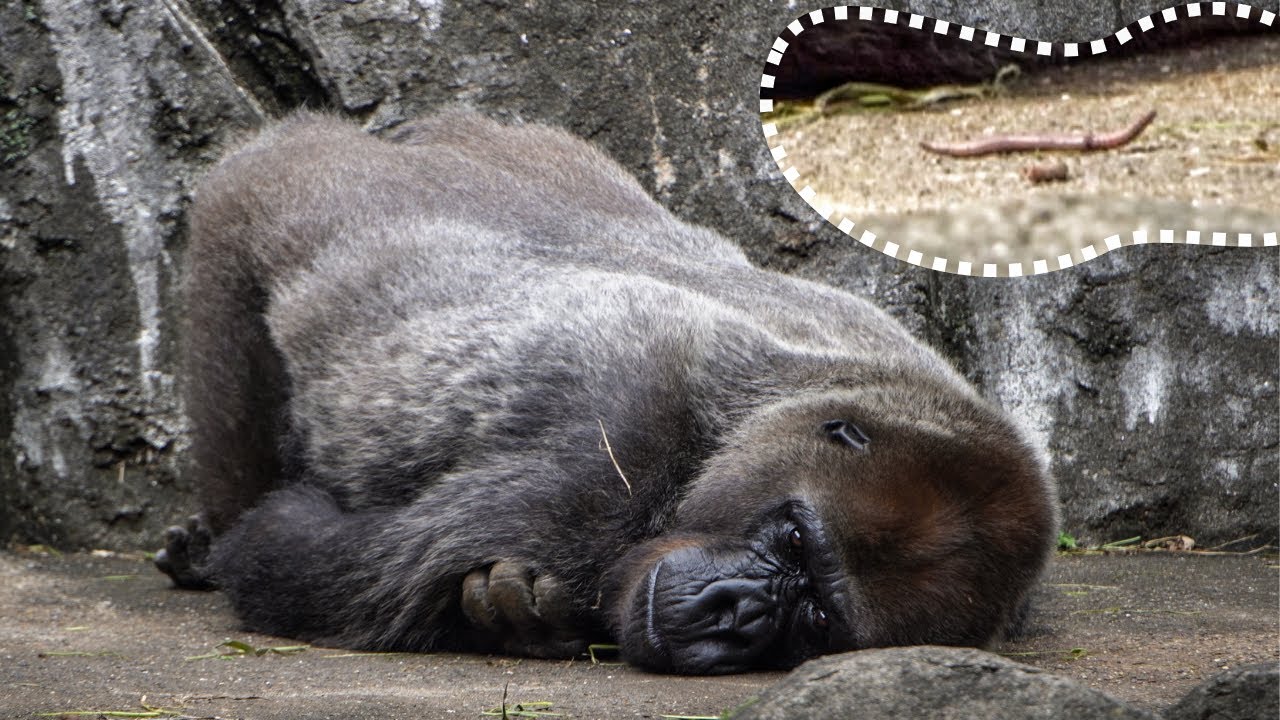 Rola fondles an earthworm but accidentally tears it. Chiba Zoo Gorilla #2/3