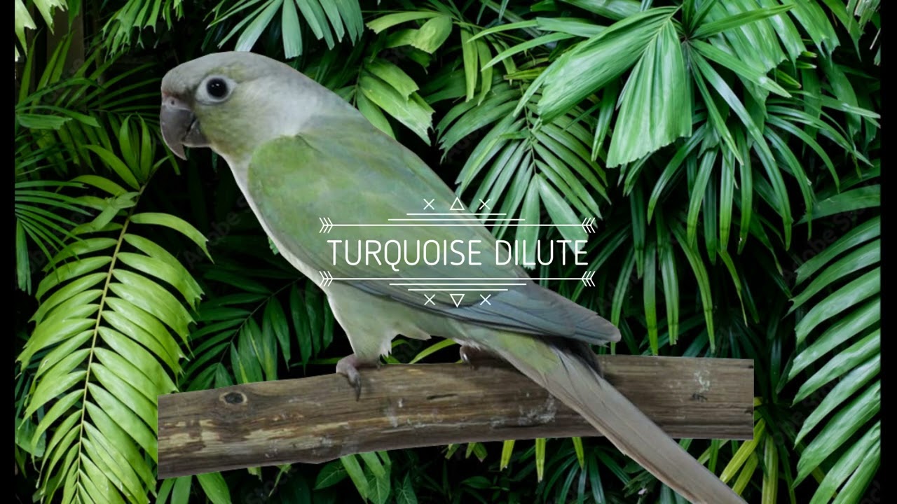 PARROT MUTATIONS | GREENCHEEK CONURE