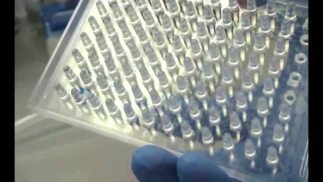 MBEC Assay Video
