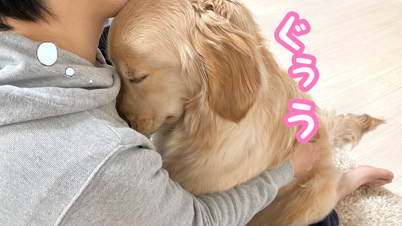 【癒し】人間の子供のように顔を埋めて眠るゴールデンレトリバーが可愛い