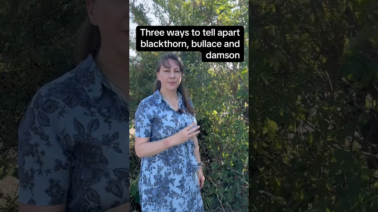 Three ways to tell apart blackthorn, bullace and damson #edibleplants #foraging #plums #foraginguk