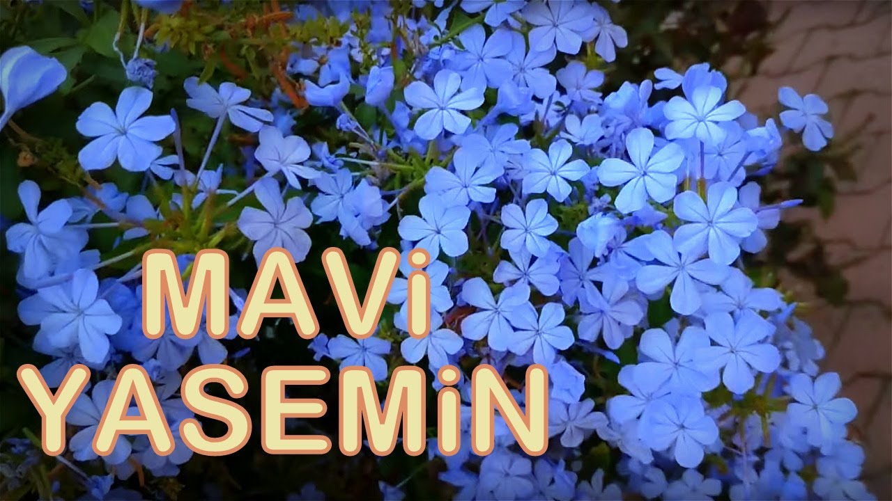 Mavi Yasemin Çiçeği (Plumbago) | Kısa Bahçe Turu