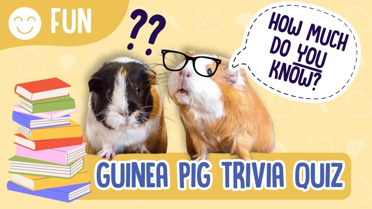 Guinea Pig Trivia Quiz!