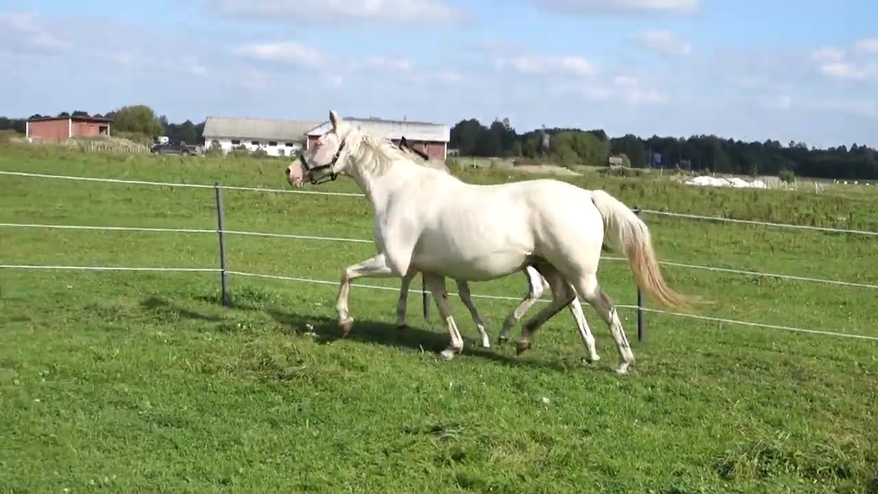 Geroyam Slava KA; Smokey black tobiano Trakehner colt