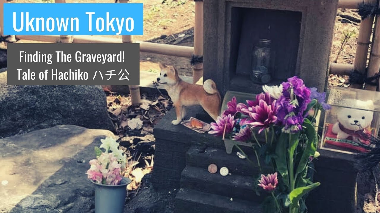 Hachiko's graveyard! The most famous dog has actual resting place.