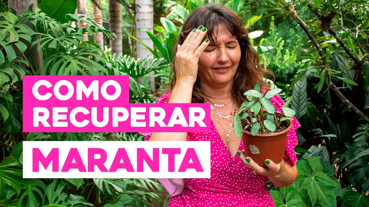 Como RECUPERAR sua MARANTA !
