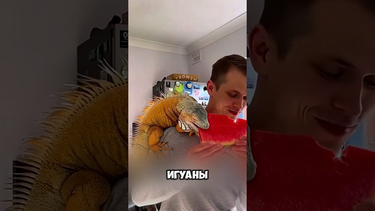 Мужчина Приютил Игуану, Но Это Оказался .... 😳 #милыеживотные #животные