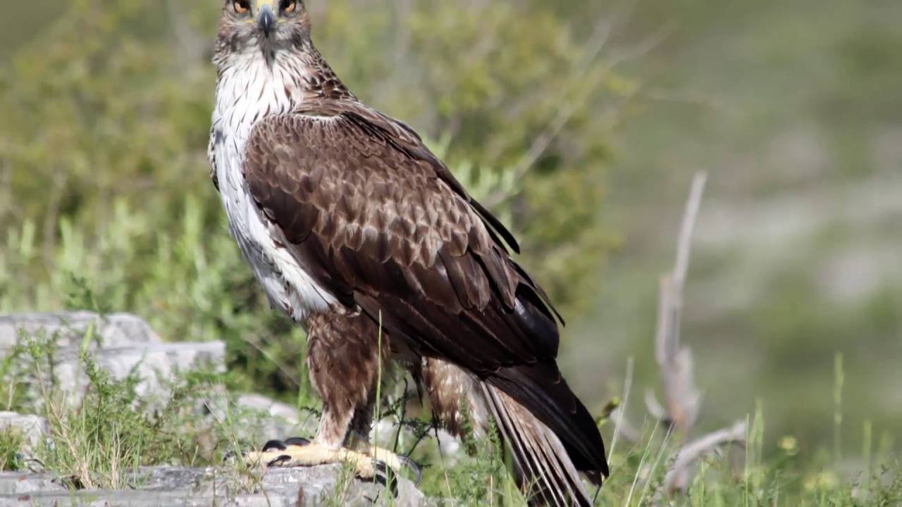 L'àguila de panxa blanca