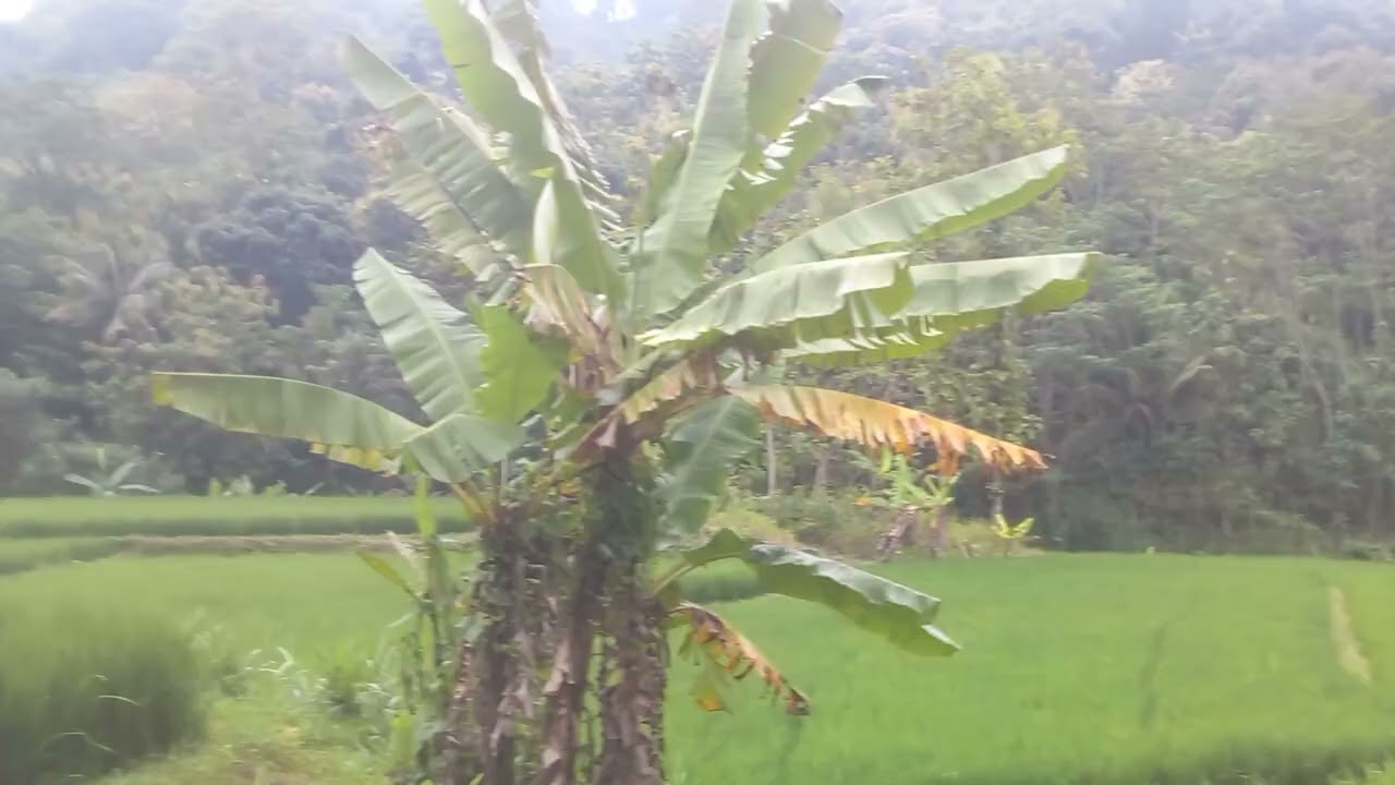 Keindahan pesawahan desa cipikur kec ciwaru kuningan (@andinugroho_hl9rj )