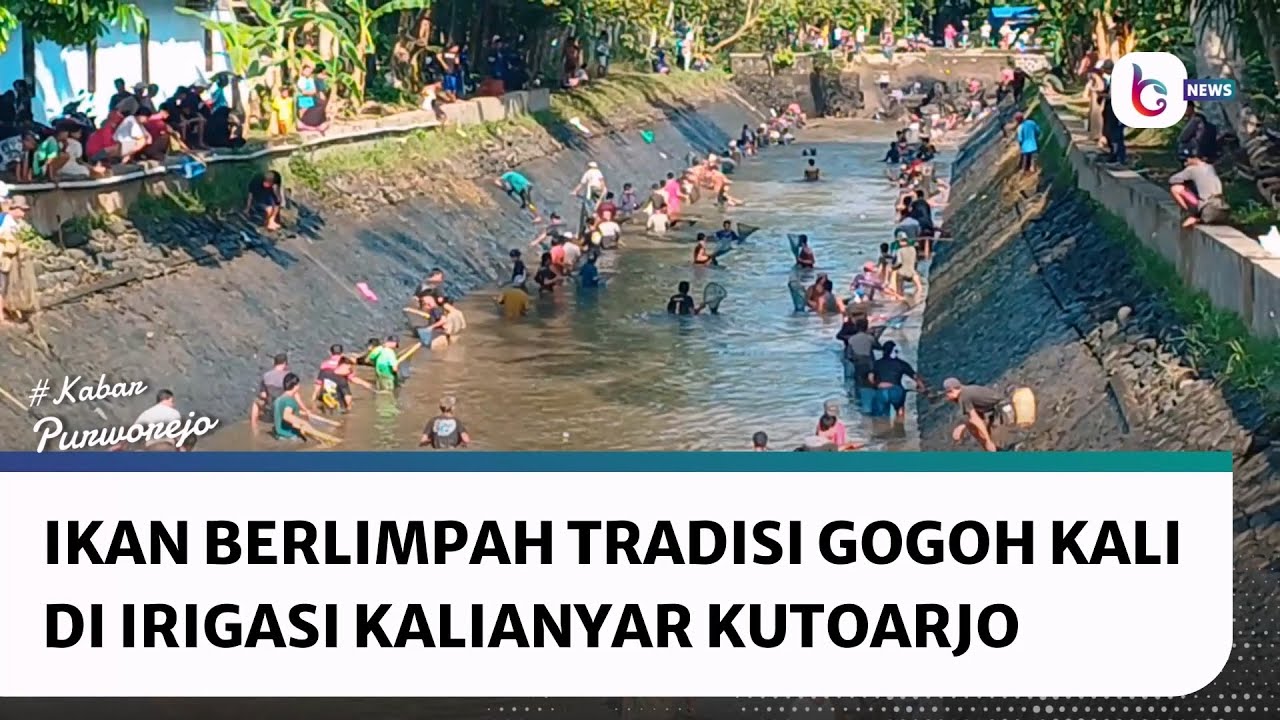 Ikan Berlimpah, Tradisi Gogoh Kali Sedot Perhatian Ratusan Warga di Irigasi Kalianyar Kutoarjo