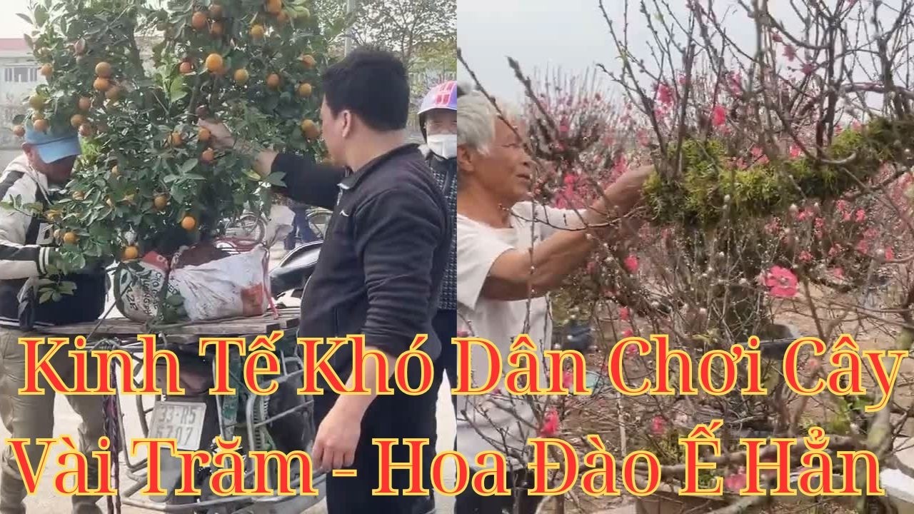 Tết Bính Ngọ Khó Khăn Dân Chơi Cây Vài Trăm - Hoa Đào To Ế Thê Thảm