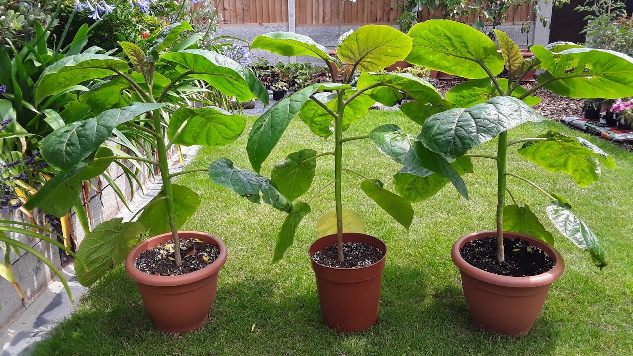 Tamarillo / Tree Tomato, growing experiment with 3 different pruning methods on identical plants