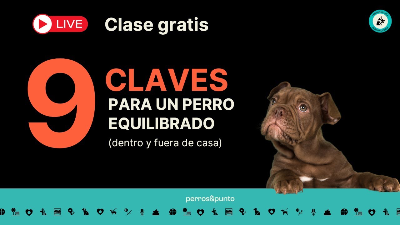Las 9 claves para tener un perro equilibrado (dentro y fuera de casa)