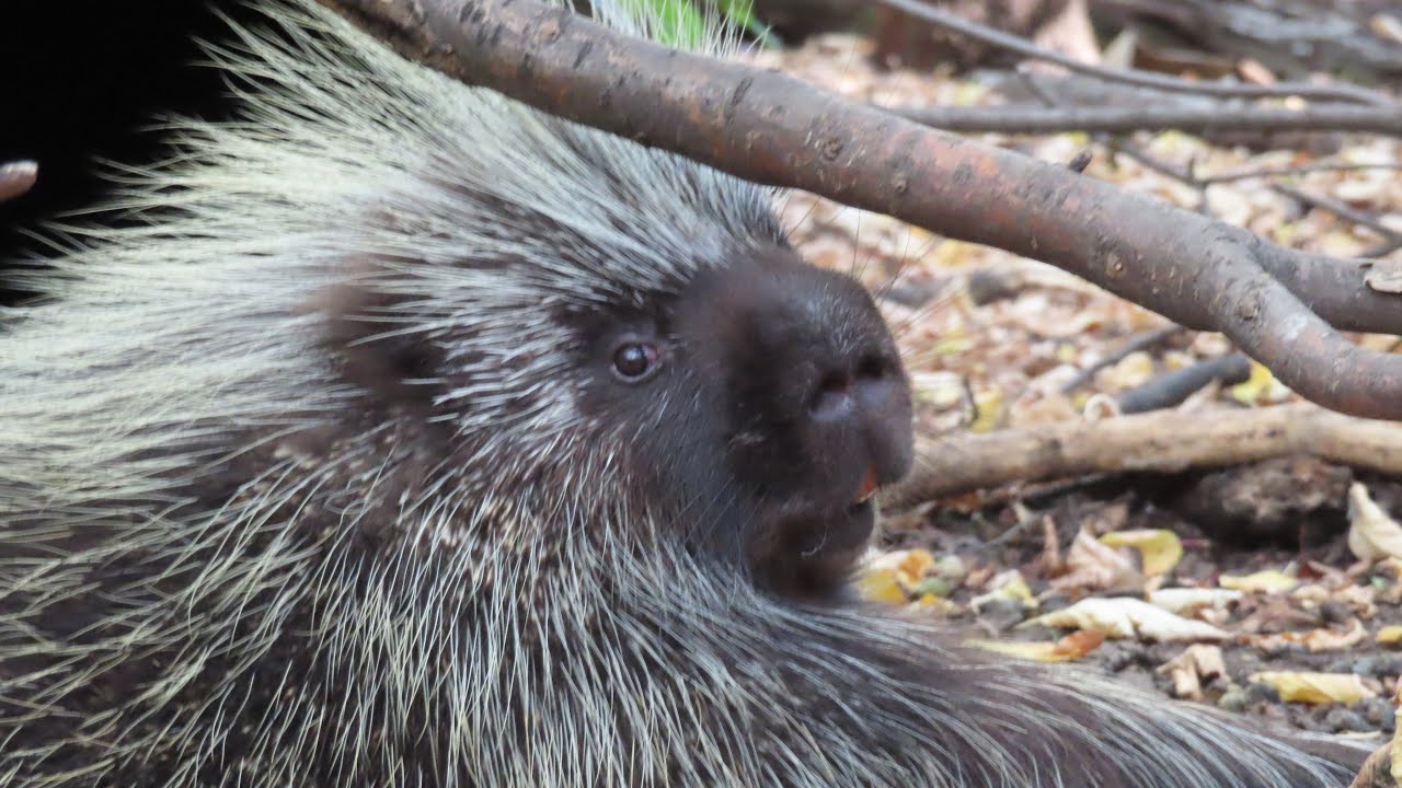 Have You Ever Heard a Porcupine Mating Call?  Listen to This!!