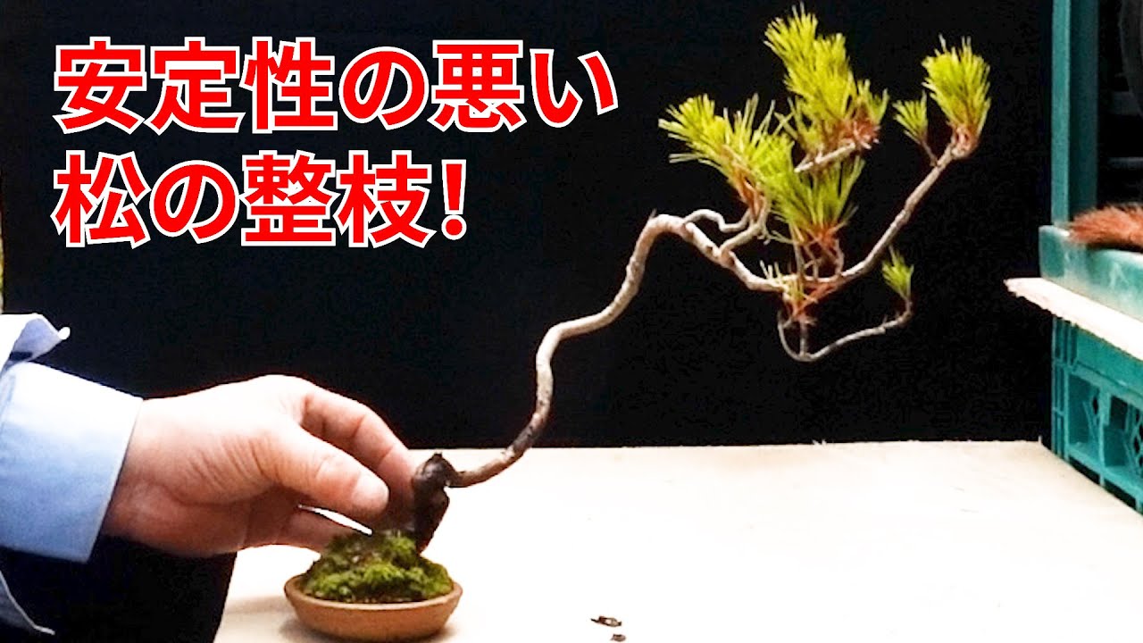 バランスの悪い松の整枝
