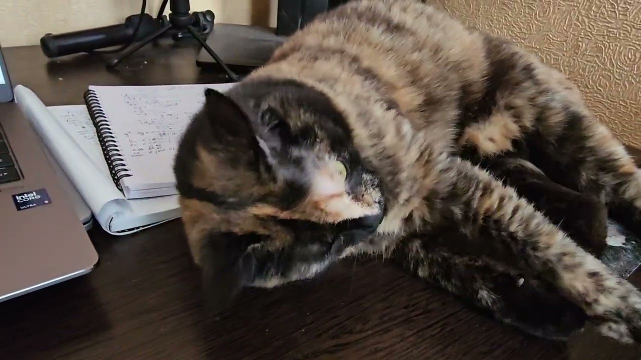 У вас кусаются кошки 🐈 ?