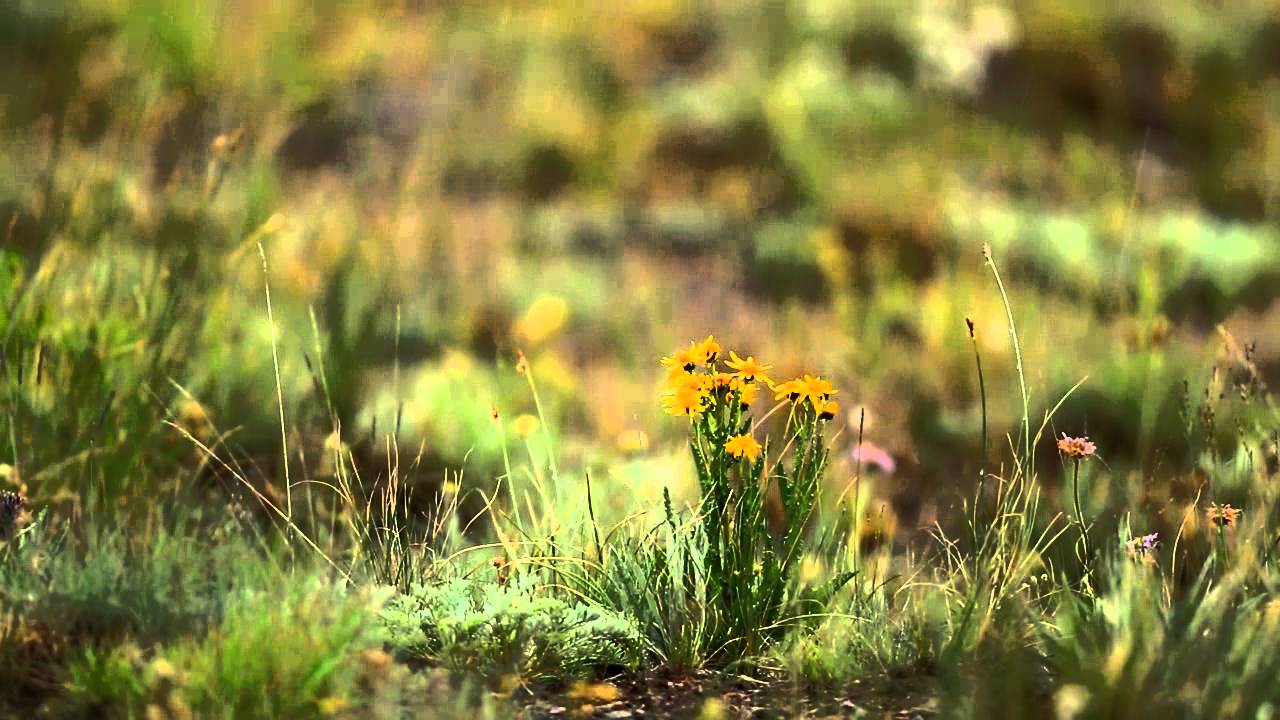 Deosai National Park - Home of The Himalayan brown bears