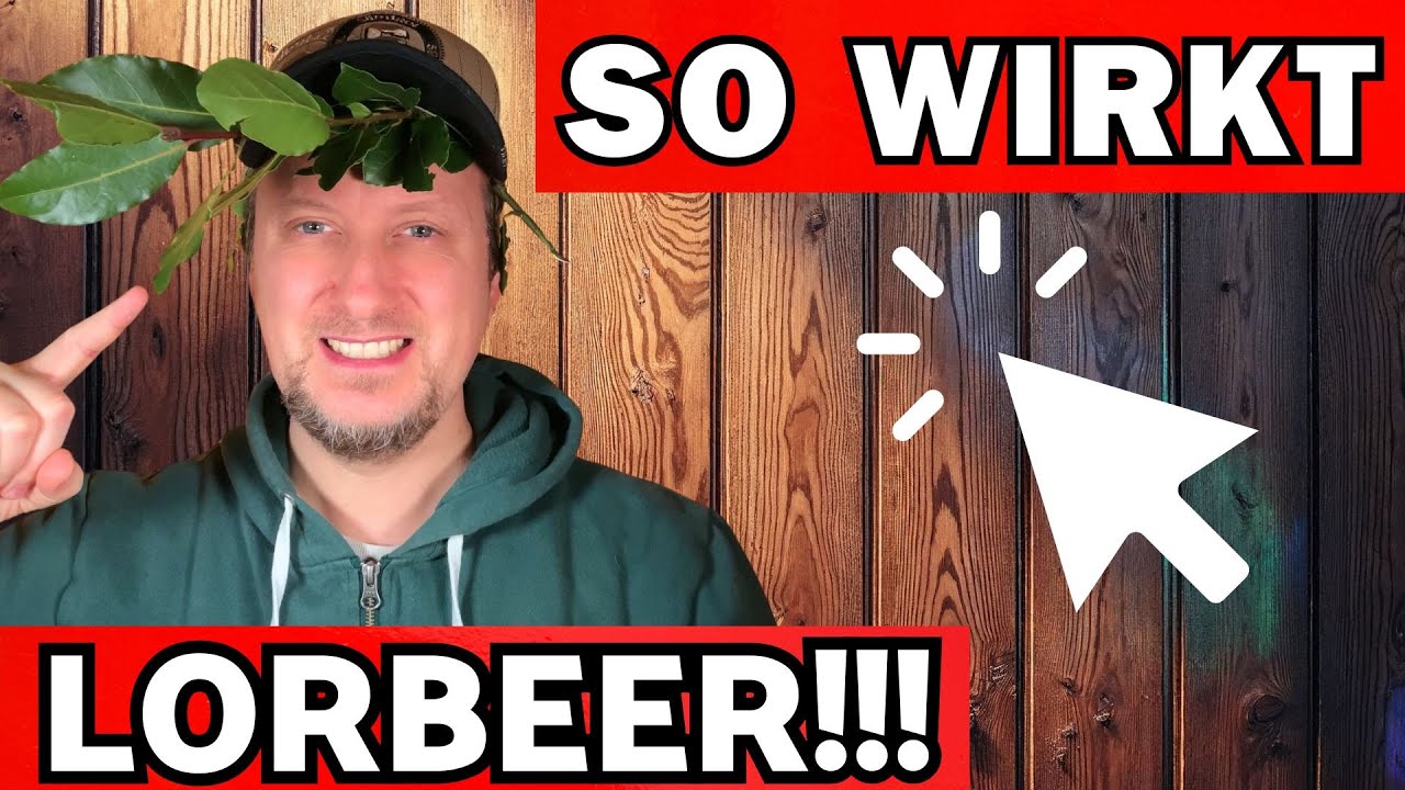 Lorbeer Wirkung, altes Wissen & Verwendung 🌞