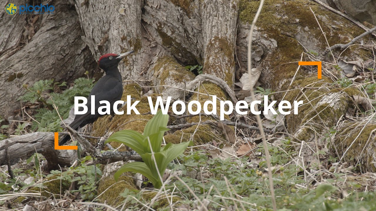 [4K] Black Woodpecker (クマゲラ) Hokkaido | Picchio Shiretoko | ピッキオ知床
