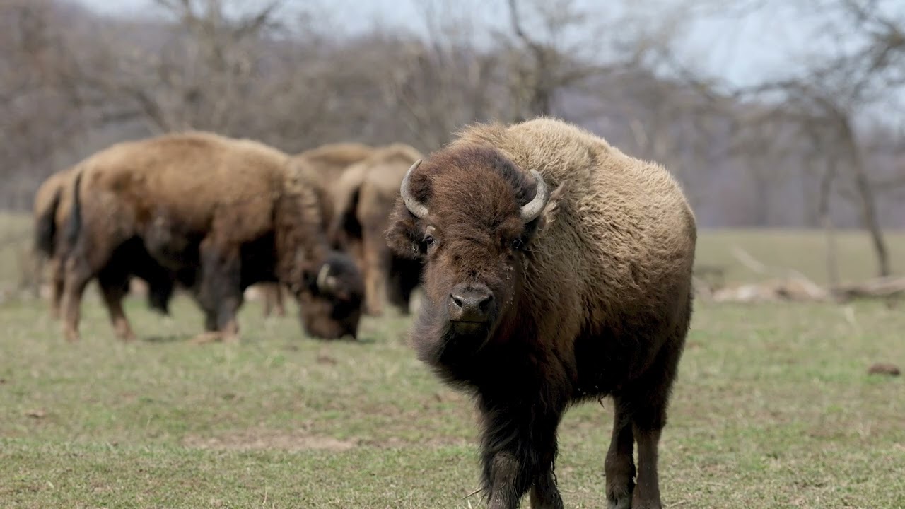 50 years after buffalo brought back to native land, Onondagas’ herd is thriving