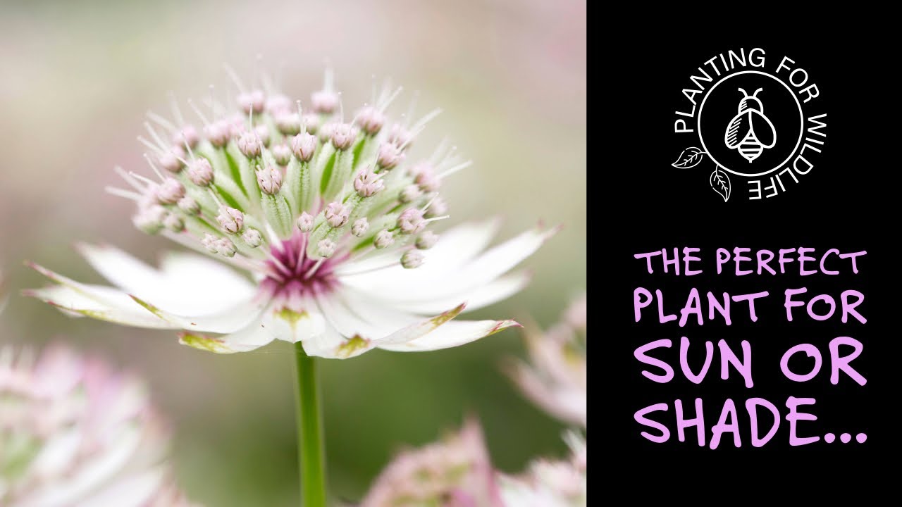 Astrantia major - the perfect plant for sun or shade