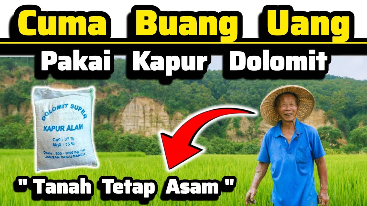 ‼️Buang Uang Jika Tidak Paham Cara Pakai Kapur Dolomit di Lahan‼️Petani Rugi Besar Tanah Tetap Asam