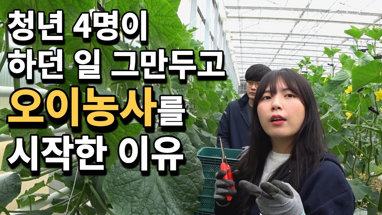 스마트팜 오이농사에 청춘을 바치는 청년 4인방, 그 이유는...? [스마트팜 오이농사] 1부