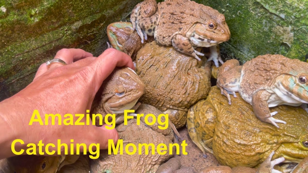 Amazing Frog Catching Moment