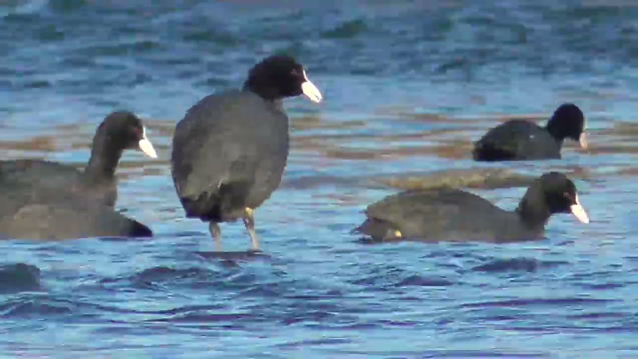 Y0180　Oita River　Breakfast　Flock of Common Teal　Flock of Coot