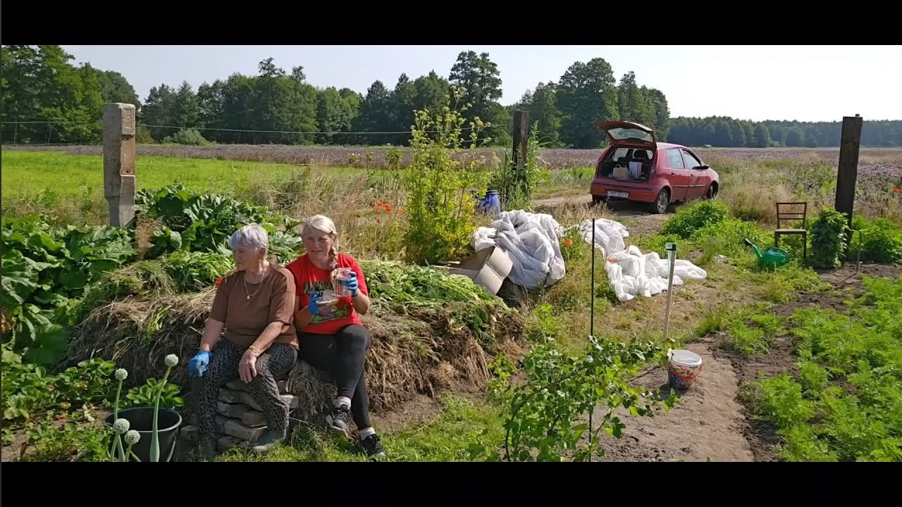 Piękne ogórki, dokarmianie ,sianokosy -bardzo pracowity sezon