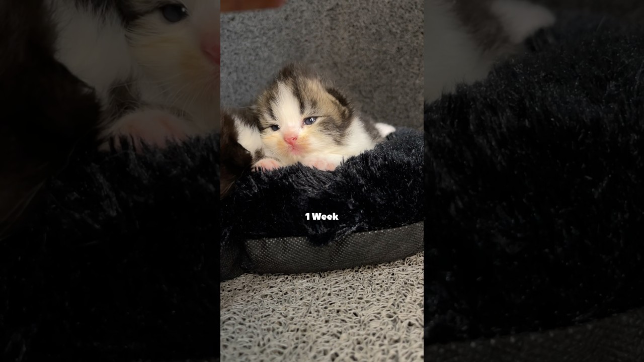 Time lapse of a one week kitten #cat #kitten #timelapse #catlovers