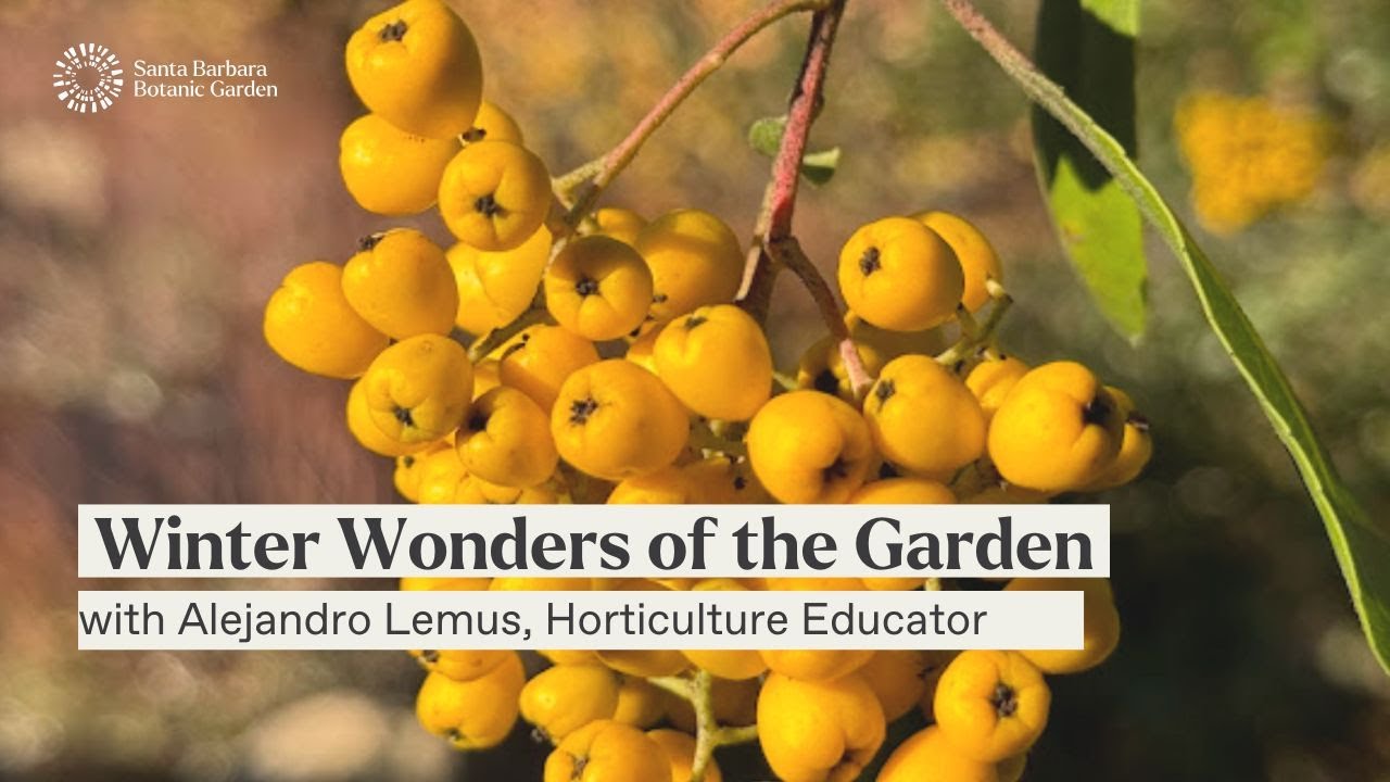 Winter Wonders of the Garden Webinar with Alejandro Lemus