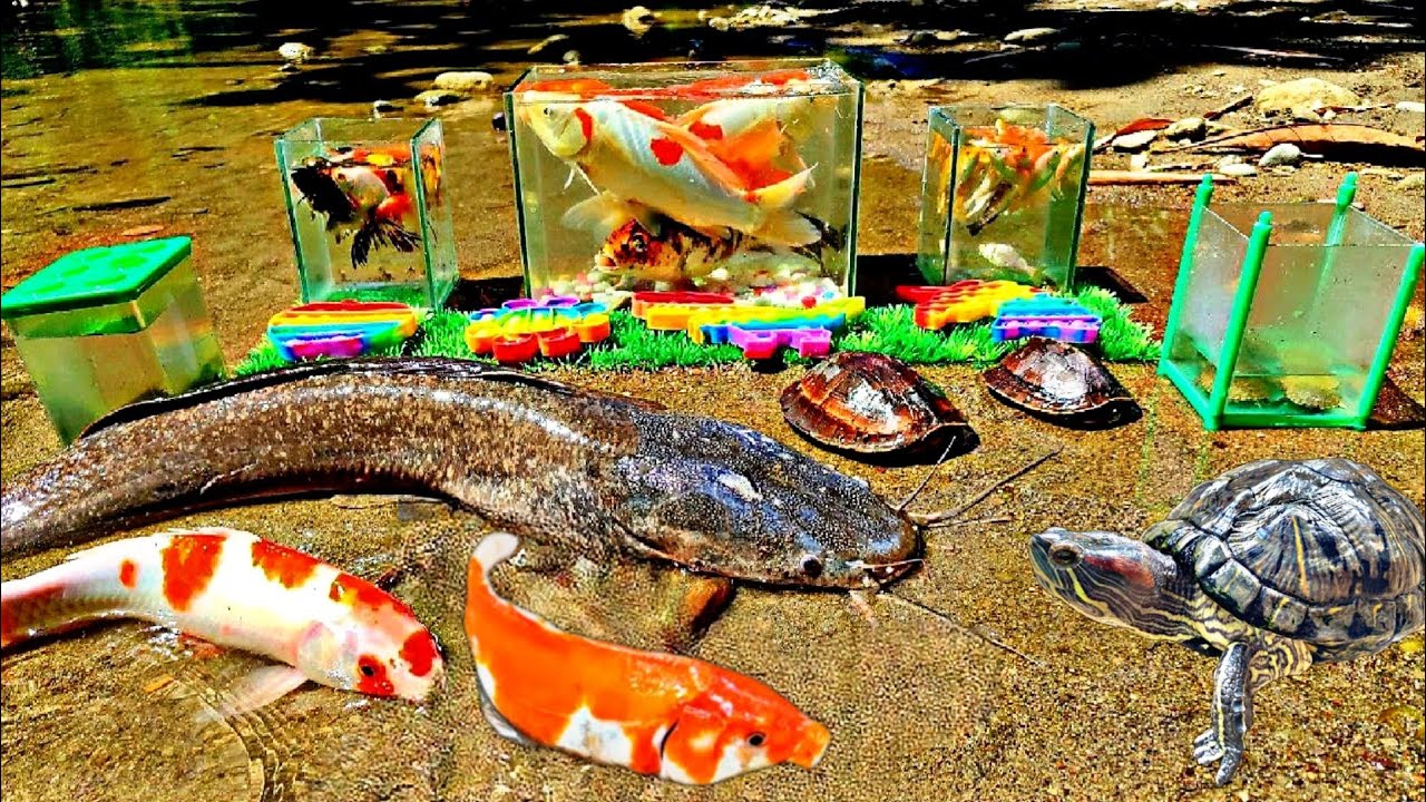 Menangkap ikan lele besar, ikan koi, ikan hias, kura kura brazil, di sungai