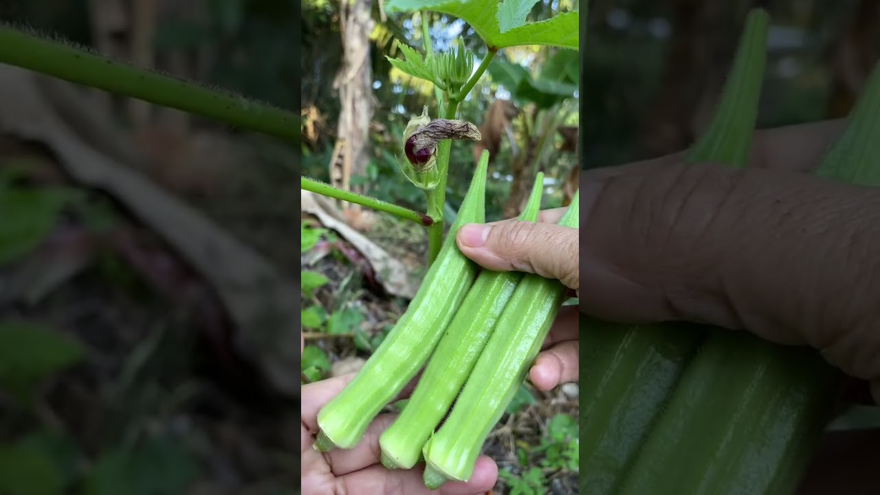 Rezeki Petik Bendi Pagi Ini -Ahad 25 Januari 2026👍🏻🤲🏻🌱✅